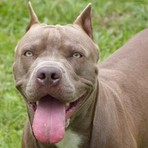 Borgo Vercelli, educatrice cinofila aggredita da pitbull