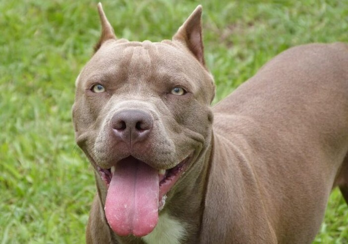 Borgo Vercelli, educatrice cinofila aggredita da pitbull