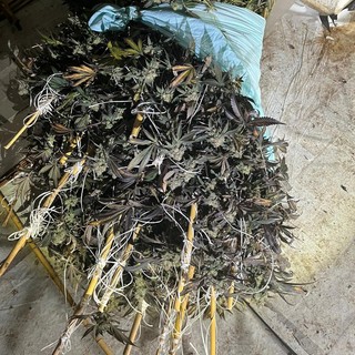 Pieve del Cairo, scoperta una serra con 260 chili di marijuana