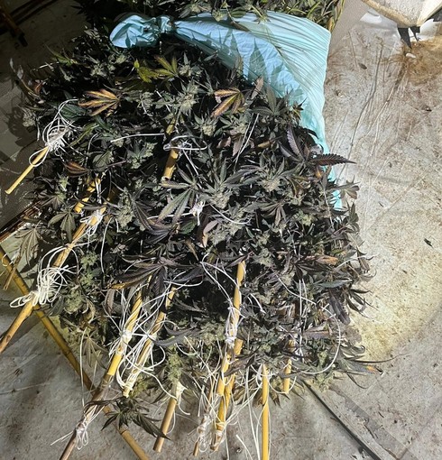 Pieve del Cairo, scoperta una serra con 260 chili di marijuana