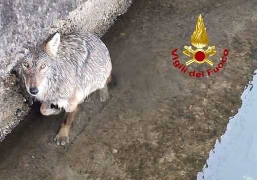 Gaggiano, salvato un lupo finito in una roggia del Naviglio Grande. Sta bene