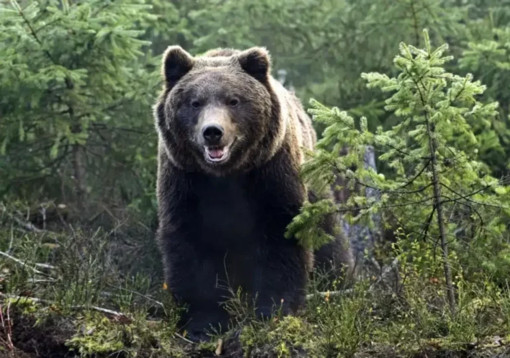 Trentino, abbattuto l’orso M91