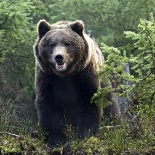 Trentino, abbattuto l’orso M91