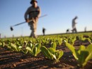 Lombardia: un sostegno concreto per le aziende agricole delle aree svantaggiate. In arrivo 17,7 milioni di euro