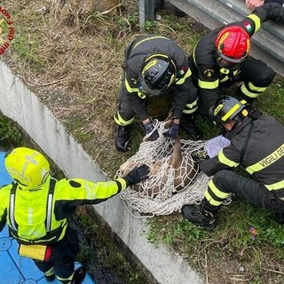 Capriolo finisce nel Naviglio Grande: salvato dai Vigili del Fuoco