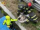 Capriolo finisce nel Naviglio Grande: salvato dai Vigili del Fuoco