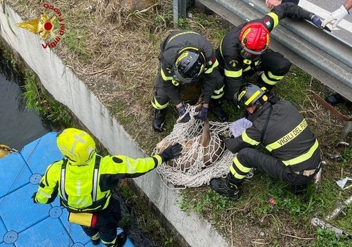 Capriolo finisce nel Naviglio Grande: salvato dai Vigili del Fuoco