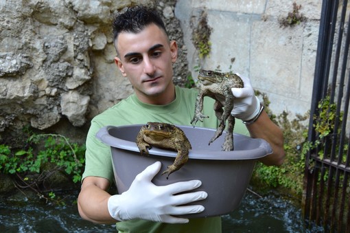 Infrastrutture artificiali e biodiversità: L’appello di Sebastian Colnaghi per proteggere gli anfibi in Lombardia