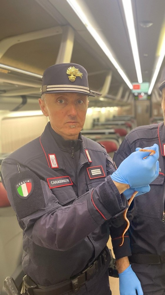 Serpente sul Frecciarossa diretto a Milano: panico tra i passeggeri, treno evacuato