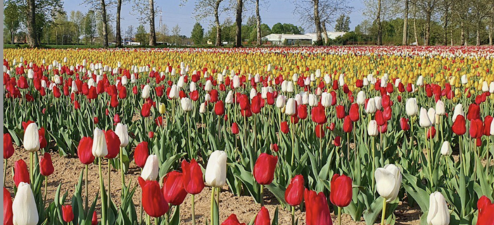 Torna il campo di tulipani di Arese: dagli ingressi gratuiti ai nuovi fiori. Qui novità e gli orari