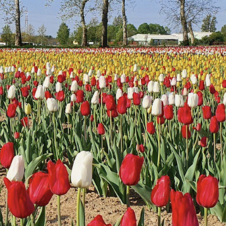 Torna il campo di tulipani di Arese: dagli ingressi gratuiti ai nuovi fiori. Qui novità e gli orari