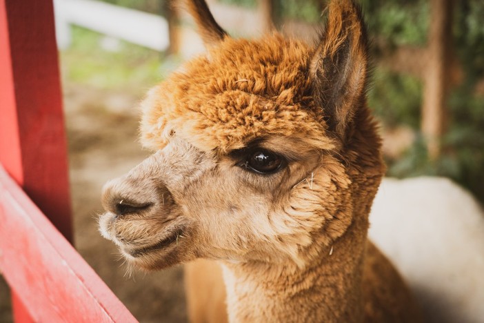 21 e 22 Settembre: gli Alpaca sempre più protagonisti al Villaggio delle Zucche di San Martino Siccomario