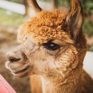 21 e 22 Settembre: gli Alpaca sempre più protagonisti al Villaggio delle Zucche di San Martino Siccomario