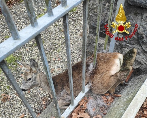 FOTO. Capriolo intrappolato in una recinzione, nel Varesotto arrivano i vigili del fuoco