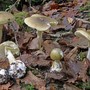 L'Amanita falloide è considerato il fungo più velenoso al mondo (foto d'archivio)