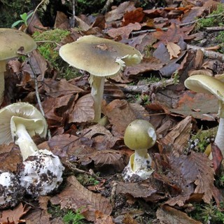 L'Amanita falloide è considerato il fungo più velenoso al mondo (foto d'archivio)