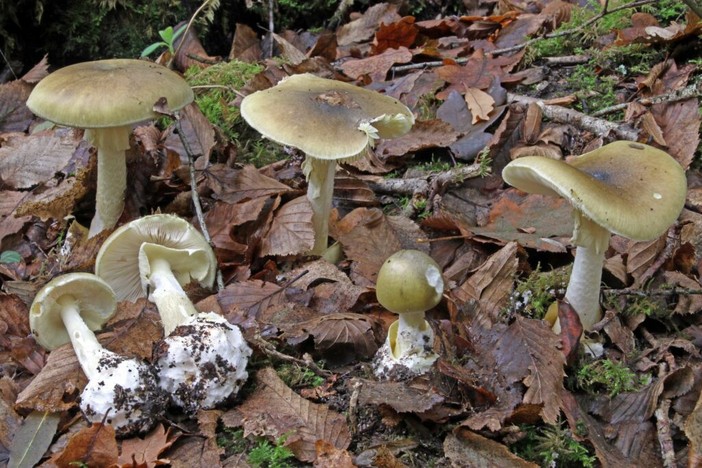 L'Amanita falloide è considerato il fungo più velenoso al mondo (foto d'archivio)