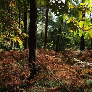 Ora i boschi del Parco Ticino hanno il marchio FSC