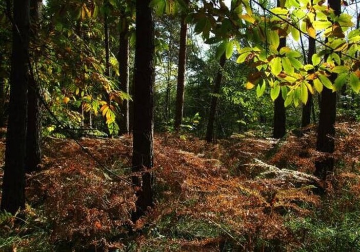 Ora i boschi del Parco Ticino hanno il marchio FSC