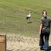Torna a volare nel Parco del Ticino la cicogna ferita da un’arma da fuoco