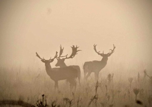 La grande Bellezza del Parco Ticino in due scatti