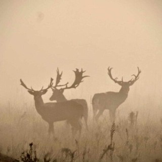 La grande Bellezza del Parco Ticino in due scatti