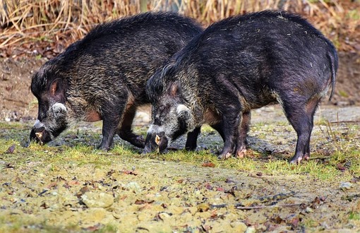 Peste suina africana, aumentano i casi nel novarese: 13 nuove positività a Cerano