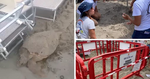 VIDEO. Una splendida tartaruga Caretta Caretta sceglie la sabbia di Alassio per salvarsi e nidificare