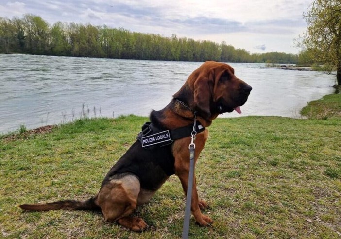 A Trecate è arrivato il cane &quot;molecolare&quot; Dikra