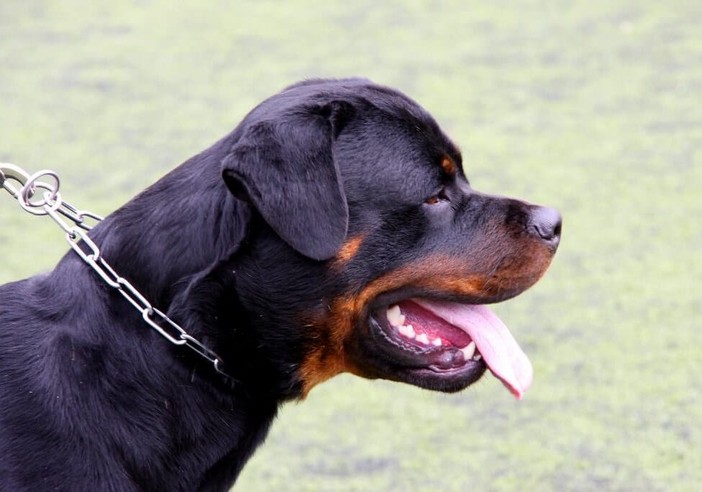 Milano, rapine con rottweiler: arrestati due minori