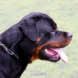 Milano, rapine con rottweiler: arrestati due minori