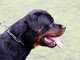 Milano, rapine con rottweiler: arrestati due minori