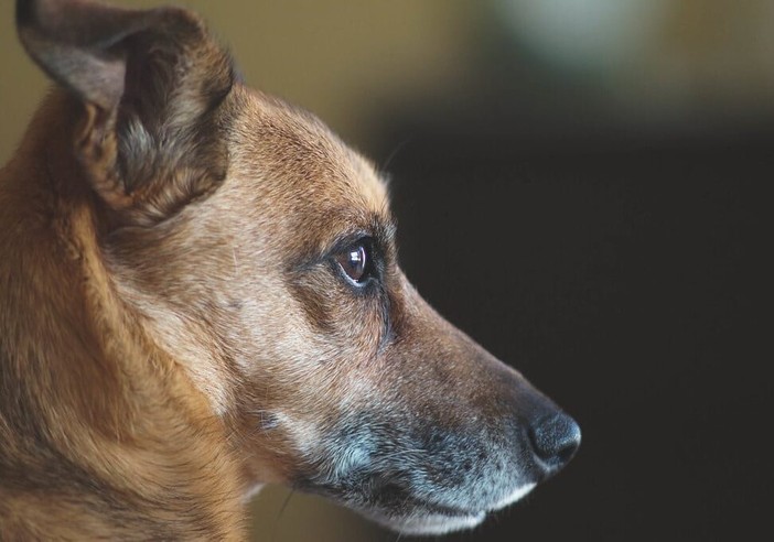 Biella, bimbo di 8 mesi morso alla testa da un cane