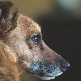 Biella, bimbo di 8 mesi morso alla testa da un cane