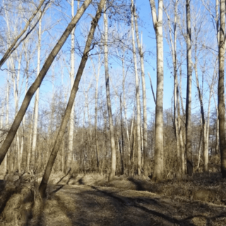 Parco Ticino, via alla messa in sicurezza del sentiero all’oasi del Vignolo di Garlasco