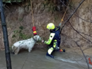 Parco delle Groane, i vigili del fuoco salvano un cane dal torrente in piena