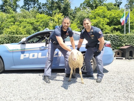 Novara: pecora in tangenziale crea caos agli automobilisti - Vigevano24.it