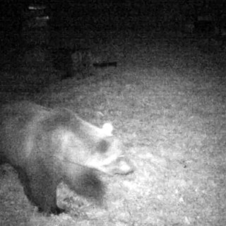 &quot;Il mio amico orso M29. Ha visto l’uomo una volta in Val d'Ossola e diffidente, se ne è andato. Per me è un mito&quot;