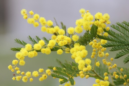 Regali per la Festa della Donna: tra gesti simbolici e scelte &quot;evergreen&quot;