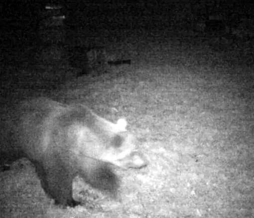 &quot;Il mio amico orso M29. Ha visto l’uomo una volta in Val d'Ossola e diffidente, se ne è andato. Per me è un mito&quot;