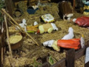 Vandalizzato anche il presepe in piazza ad Abbiategrasso