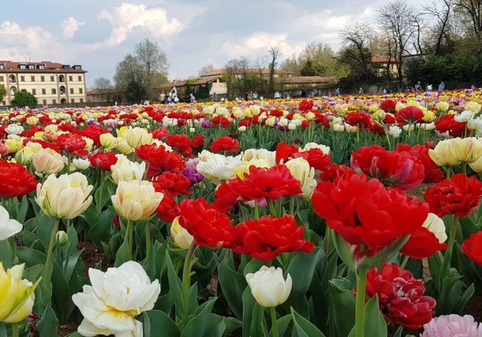 Aperto il grande campo di tulipani ad Arese