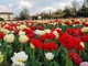 Aperto il grande campo di tulipani ad Arese