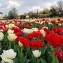 Aperto il grande campo di tulipani ad Arese