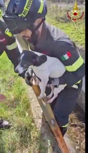 Siziano: cane di piccola taglia finisce accidentalmente in un fosso, salvato dai Vigili del fuoco. Le immagini