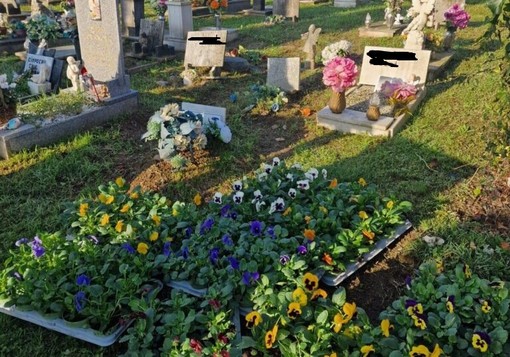 Centoventi viole per il cimitero dei bambini a Magenta, da Jessica, Miriam, Natascia e Sara