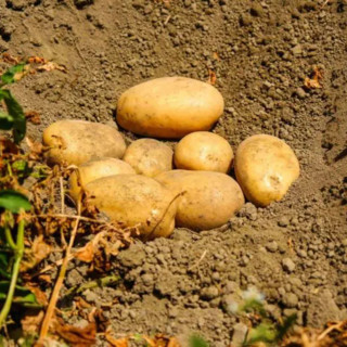 Potatoes Forever!, le patate del raccolto 23/24 sulle tavole per Natale